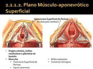 Aponevrose Superficial do Períneo 
• Dividida pelo vestíbulo 
• Orgãos erécteis, bulbos 
vestibulares e glândulas de 
bartolin 
• Músculos 
• Transverso Superficial do 
Períneo 
• Ísquio-cavernoso 
• Bulbo-esponjoso 
• Constritor da Vagina 
 
