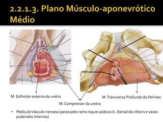 M. Esfíncter externo da uretra 
M. Compressor da uretra 
M. Transverso Profundo do Períneo 
• Pedículo Vásculo-nervoso passa pelo ramo ísquio-púbico (n. Dorsal do clítoris e vasos 
pudendos internos) 
 