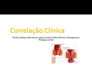 Tecido adiposo das fossas isquio-rectais é dos últimos a desaparecer 
Prolapso rectal 
 