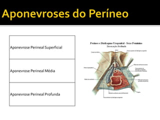 Aponevrose Perineal Superficial 
Aponevrose Perineal Média 
Aponevrose Perineal Profunda 
 