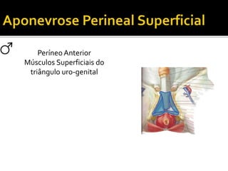 Períneo Anterior 
Músculos Superficiais do 
triângulo uro-genital 
 