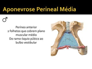 Períneo anterior 
2 folhetos que cobrem plano 
muscular médio 
Do ramo-ísquio púbico ao 
bulbo vestibular 
 