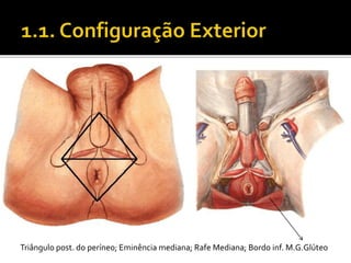 Triângulo post. do períneo; Eminência mediana; Rafe Mediana; Bordo inf. M.G.Glúteo 
 