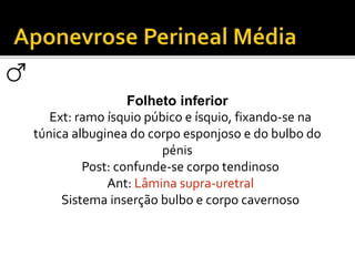 Folheto inferior 
Ext: ramo ísquio púbico e ísquio, fixando-se na 
túnica albuginea do corpo esponjoso e do bulbo do 
pénis 
Post: confunde-se corpo tendinoso 
Ant: Lâmina supra-uretral 
Sistema inserção bulbo e corpo cavernoso 
 