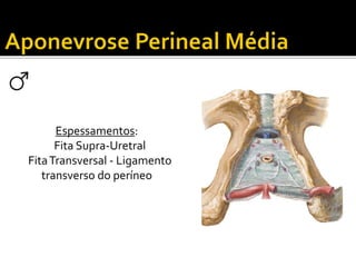 Espessamentos: 
Fita Supra-Uretral 
Fita Transversal - Ligamento 
transverso do períneo 
 