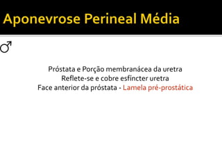 Próstata e Porção membranácea da uretra 
Reflete-se e cobre esfíncter uretra 
Face anterior da próstata - Lamela pré-prostática 
 