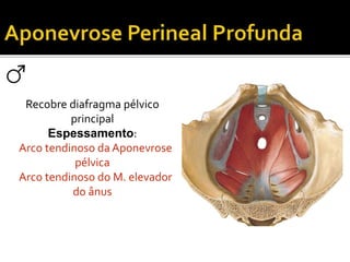 Recobre diafragma pélvico 
principal 
Espessamento: 
Arco tendinoso da Aponevrose 
pélvica 
Arco tendinoso do M. elevador 
do ânus 
 