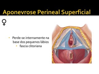 • Perde-se internamente na 
base dos pequenos lábios 
• fascia clitoriana 
 