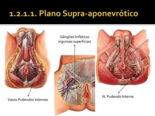 Gânglios linfáticos 
inguinais superficiais 
N. Pudendo Interno 
Vasos Pudendos Internos 
 