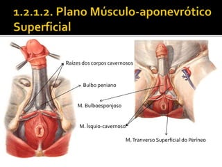 Raízes dos corpos cavernosos 
Bulbo peniano 
M. Bulboesponjoso 
M. Ísquio-cavernoso 
M. Tranverso Superficial do Períneo 
 