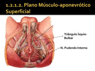 Triângulo Ísquio- 
Bulbar 
N. Pudendo Interno 
 