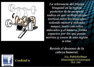 Anatomía del Triceps braquial