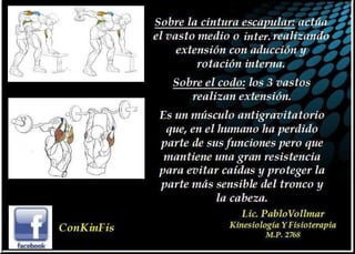Anatomía del Triceps braquial