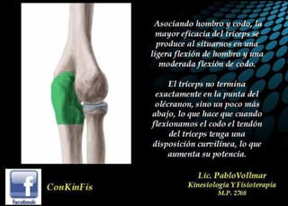 Anatomía del Triceps braquial