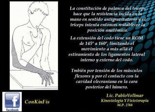 Anatomía del Triceps braquial