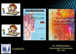 Anatomía del Triceps braquial