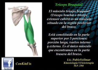 Anatomía del Triceps braquial