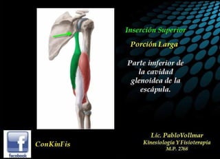 Anatomía del Triceps braquial