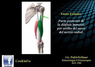 Anatomía del Triceps braquial