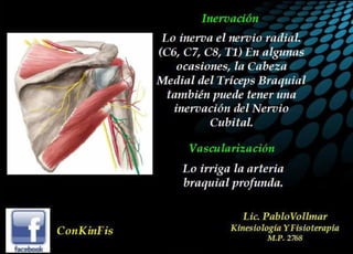 Anatomía del Triceps braquial