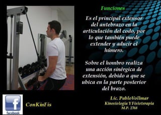 Anatomía del Triceps braquial