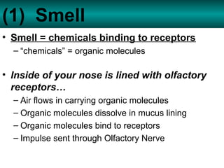(1) Smell
• Smell = chemicals binding to receptors
– “chemicals” = organic molecules
• Inside of your nose is lined with o...