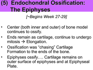 (5) Endochondral Ossification:
(5) Endochondral Ossification:
The Epiphyses
The Epiphyses
[~Begins Week 27-29]
• Center (both inner and outer) of bone model
continues to ossify.
• Ends remain as cartilage, continue to undergo
mitosis  Elongation.
• Ossification was “chasing” Cartilage
Formation to the ends of the bone.
• Epiphyses ossify…. Cartilage remains on
outer surface of epiphyses and at Epiphyseal
Plate.
 