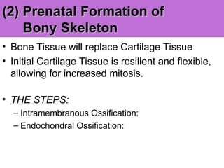 (2)
(2) Prenatal Formation of
Prenatal Formation of
Bony Skeleton
Bony Skeleton
• Bone Tissue will replace Cartilage Tissue
• Initial Cartilage Tissue is resilient and flexible,
allowing for increased mitosis.
• THE STEPS:
– Intramembranous Ossification:
– Endochondral Ossification:
 