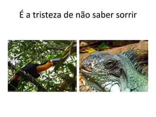 É a tristeza de não saber sorrir 