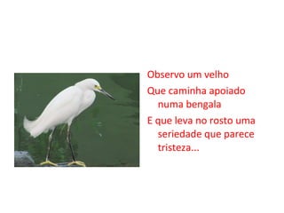 Observo um velho Que caminha apoiado numa bengala E que leva no rosto uma seriedade que parece tristeza... 