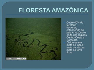 VEGETAÇÃO BRASILEIRA