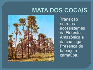 FLORESTA AMAZÔNICACobre 40% do território nacional, estendendo-se pela Amazônia e parte das regiões Centro-Oeste e Nordeste.Divide-se em:mata de igapó