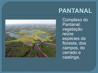 mata de terra firmeCAATINGAPredomina na região de clima semi-árido do Nordeste.É uma formação vegetal tipicamente xerófita. 