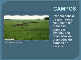 CERRADOPredomina no planalto Central, com manchas esparsas na Amazônia, região da caatinga do Nordeste, São Paulo e Paraná).Cobre mais de 20% do território nacional.Áreas de clima tropical.Divide-se em:Cerradão