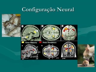 Configuração NeuralConfiguração Neural
 