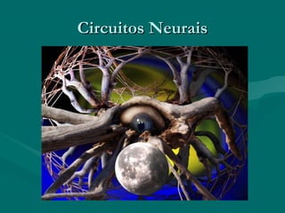 Circuitos NeuraisCircuitos Neurais
 
