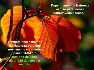 Também necessitamosTambém necessitamos
da Natureza para queda Natureza para que
nos ensine o caminhonos ensine o caminho
para “CASA”, opara “CASA”, o
caminho de saídacaminho de saída
da prisão das nossasda prisão das nossas
mentes.mentes.
Dependemos da NaturezaDependemos da Natureza
não só para nossanão só para nossa
sobrevivência física.sobrevivência física.
 