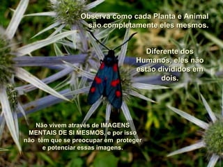 Observa como cada Planta e AnimalObserva como cada Planta e Animal
são completamente eles mesmos.são completamente eles mesmos.
Diferente dosDiferente dos
Humanos, eles nãoHumanos, eles não
estão divididos emestão divididos em
dois.dois.
Não vivem através de IMAGENSNão vivem através de IMAGENS
MENTAIS DE SI MESMOS, e por issoMENTAIS DE SI MESMOS, e por isso
não têm que se preocupar em protegernão têm que se preocupar em proteger
e potenciar essas imagens.e potenciar essas imagens.
 