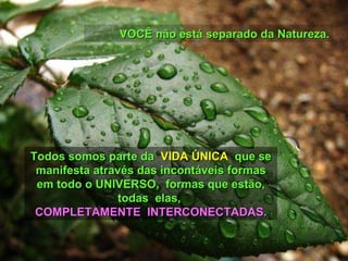 VOCÊ não está separado da Natureza. Todos somos parte da  VIDA ÚNICA  que se manifesta através das incontáveis formas em todo o UNIVERSO,  formas que estão, todas  elas,  COMPLETAMENTE  INTERCONECTADAS. 