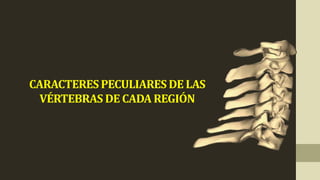 CARACTERES PECULIARES DE LAS
VÉRTEBRAS DE CADA REGIÓN
 