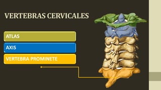 VERTEBRAS CERVICALES
ATLAS
AXIS
VERTEBRA PROMINETE
 