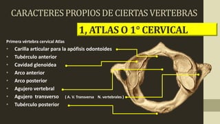Primera vértebra cervical Atlas
• Carilla articular para la apófisis odontoides
• Tubérculo anterior
• Cavidad glenoidea
• Arco anterior
• Arco posterior
• Agujero vertebral
• Agujero transverso ( A. V. Transversa N. vertebrales )
• Tubérculo posterior
1, ATLAS O 1° CERVICAL
CARACTERES PROPIOS DE CIERTAS VERTEBRAS
 