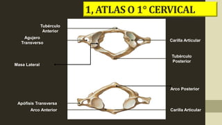 Tubérculo
Anterior
Tubérculo
Posterior
Carilla Articular
Arco Posterior
Arco Anterior Carilla Articular
Agujero
Transverso
Apófisis Transversa
Masa Lateral
1, ATLAS O 1° CERVICAL
 
