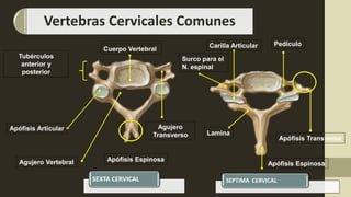 Vertebras Cervicales Comunes
Cuerpo Vertebral
Carilla Articular Pedículo
Agujero
Transverso
Agujero Vertebral
Lamina
Apófisis Espinosa
Apófisis Transversa
Tubérculos
anterior y
posterior
Apófisis Articular
Apófisis Espinosa
SEXTA CERVICAL SEPTIMA CERVICAL
Surco para el
N. espinal
 