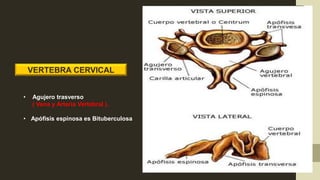 VERTEBRA CERVICAL
• Agujero trasverso
( Vena y Arteria Vertebral ).
• Apófisis espinosa es Bituberculosa
 