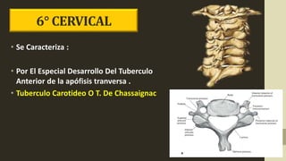 • Se Caracteriza :
• Por El Especial Desarrollo Del Tuberculo
Anterior de la apófisis tranversa .
• Tuberculo Carotideo O T. De Chassaignac
6° CERVICAL
 