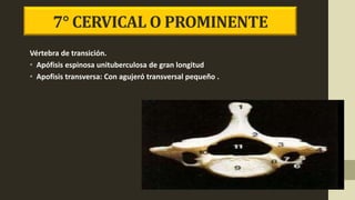 7° CERVICAL O PROMINENTE
Vértebra de transición.
• Apófisis espinosa unituberculosa de gran longitud
• Apofisis transversa: Con agujeró transversal pequeño .
 
