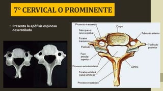 • Presenta la apófisis espinosa
desarrollada
7° CERVICAL O PROMINENTE
 