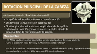 ROTACIÒN PRINCIPAL DE LA CABEZA
La articulacion atlas-axis ( 1ra y 2da Vertebra cervical )
• La apófisis odontoides actúa como eje de rotación.
• El ligamento transverso es un estabilizador
• El atlas gira alrededor del eje longitudinal de la apófisis
odontoides unos 45 grados en ambos sentidos siendo la
amplitud total de movimiento de 90 grados.
Movimiento :
• EL AXIS a través del apófisis odontoides permite girar la cabeza derecha e izquierda
• girar la cabeza 45º hacia derecha y 45º hacia la izquierda : total 90º
• EL ATLAS a través de su cóndilo permite mover la cabeza hacia arriba y abajo. Aproximadamente.
• mover la cabeza en flexion 40º y extension 75º aproximadamente
 