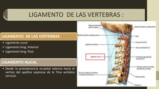 LIGAMENTO DE LAS VERTEBRAS :
• Ligamento nucal
• Ligamento long. Anterior
• Ligamento long. Post.
LIGAMENTO NUCAL
• Desde la protuberancia occipital externa hacia el
vertice del apofisis espinosa de la 7ma vertebra
cervical.
LIGAMENTO DE LAS VERTEBRAS :
 
